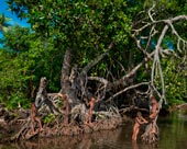Дети, играющие в мангровых зарослях