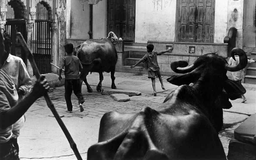 Boys running with cows (Мальчишки, бегающие с коровами), c.1970