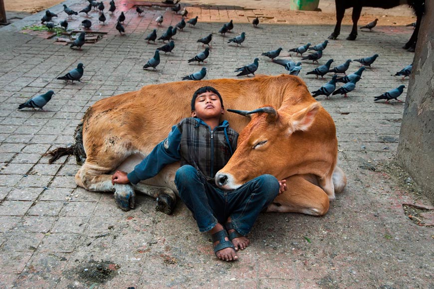 A boy rests against a cow (Мальчик, опирающийся на корову), 2013