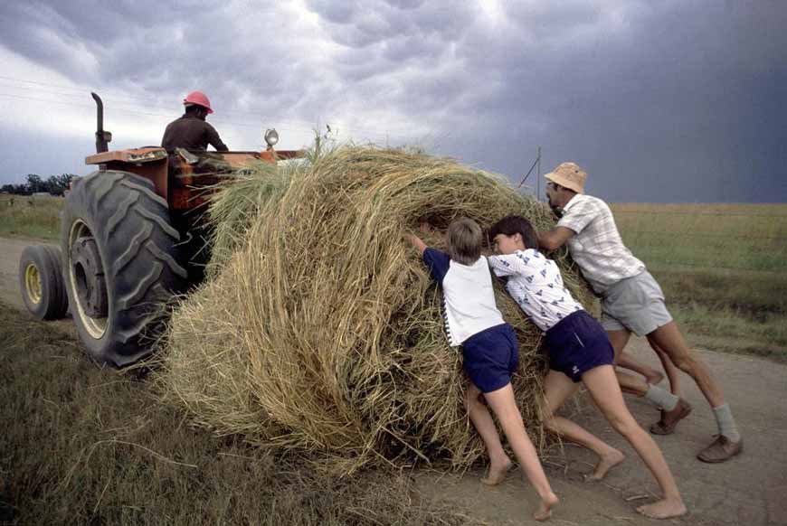 The Erasmus children help out on the farm after school (Дети семьи Эрасмус помогают на ферме после школы)